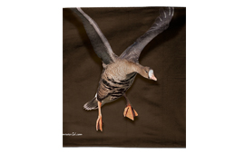 حوله 50*30 طرح غاز